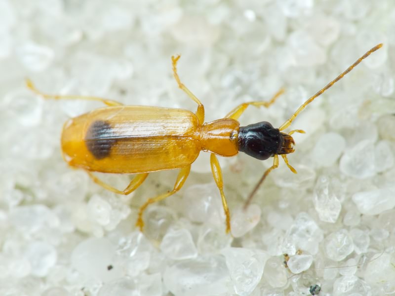 Demetrias monostigma Samouelle, 1819